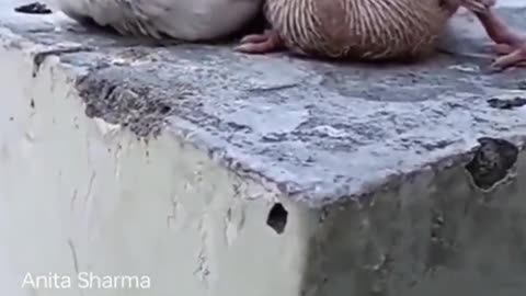 Mother Bird