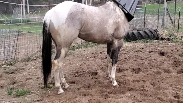 Mischievous Horse Gets Stuck in Garbage Can