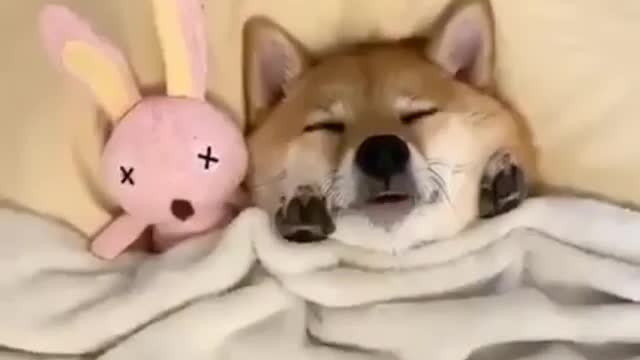 Dog sleep like doll 🤣🤣