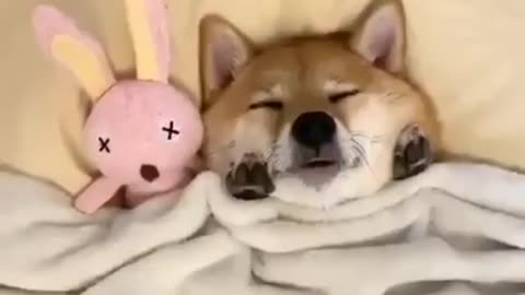 Dog sleep like doll 🤣🤣