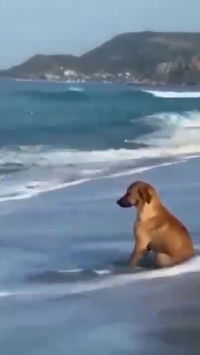 Do dogs fall in love too?🤣#short #virus