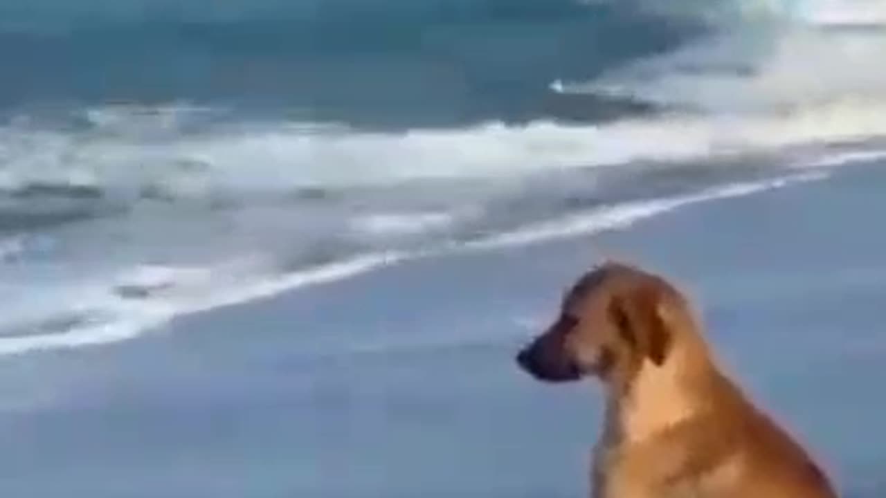 Do dogs fall in love too?🤣#short #virus
