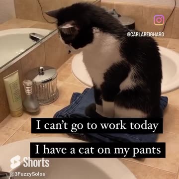 Can't go to work work today. I have a cat on my pants.