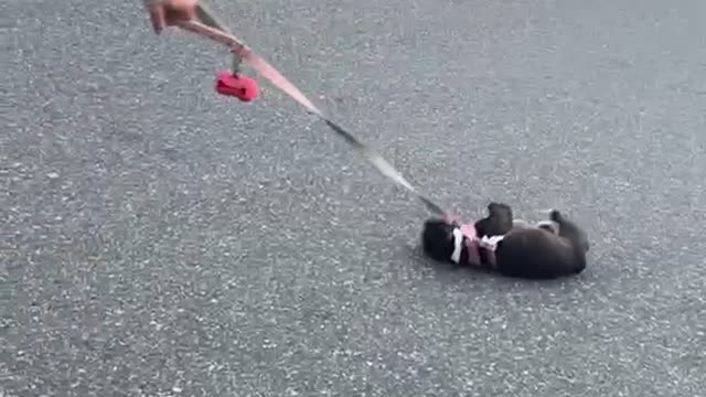 Pup Doesn't Want to Walk Anymore