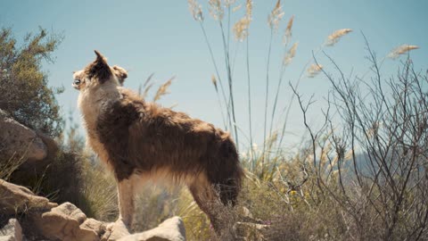 Hi my friends, take a look, what a beautiful dog 🤩😘