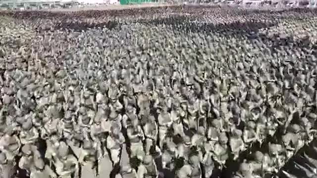 ΟΙ ΤΣΕΤΣΕΝΟΙ ΜΑΖΕΥΟΝΤΑΙ