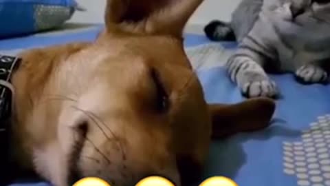 funny video-disturb sleeping dog