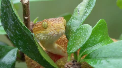 The Bush viper : Insane Reptile/ Dangerous Snake