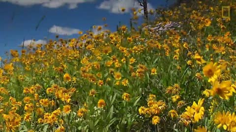 in Yellowstone’s Beautiful Landscapes National Geographic