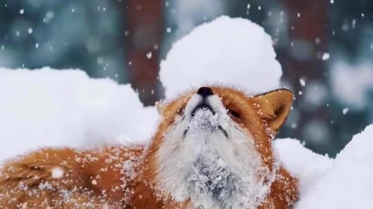 The fox in the snow, pure and elegant like the white snow.