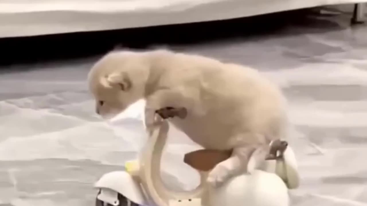 Funny animal legends