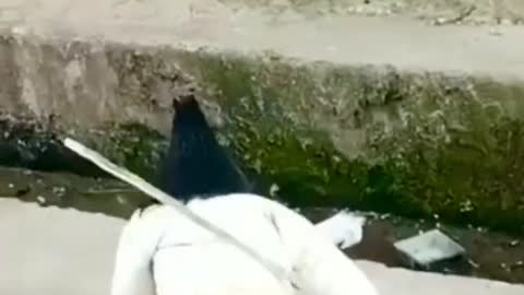 Chicken Vs Dog Kungfu Battle 😅