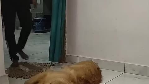 🥳😹😺 Best Funny Animal Video