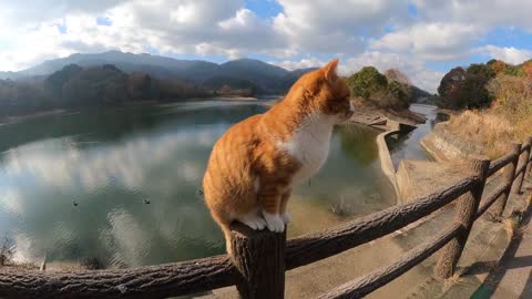 A cat climbs on a fence and is touched by a human