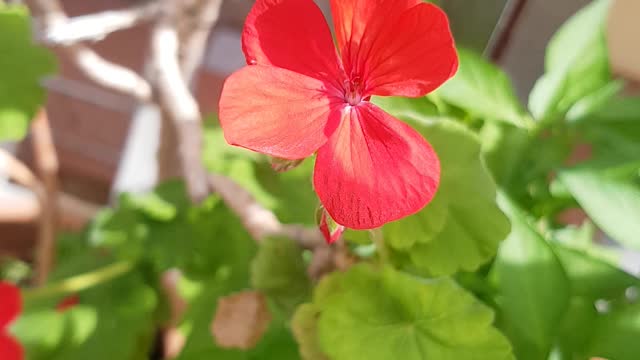 blooming geraniums