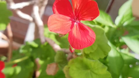 blooming geraniums