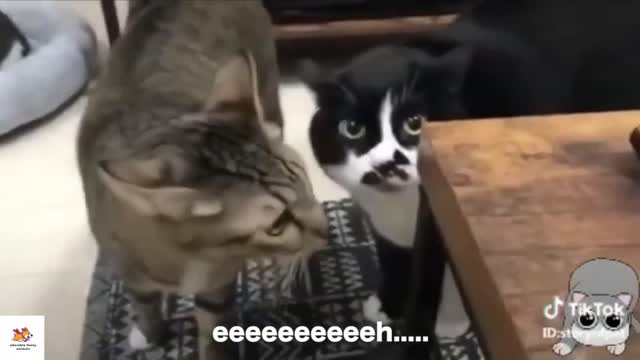 Funniest Animals Video - Cats Talking That Will Make You Laugh Out Loud -Try Not To Laugh