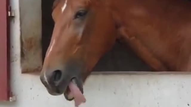 Horse Sticks Out Their Tongue and Jiggles it