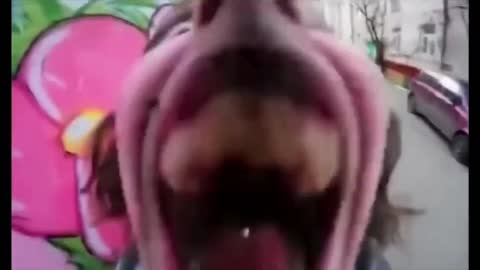 Funny everyday