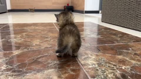 Adopted kitten teaches her sister Kiki how to run by meowing loudly