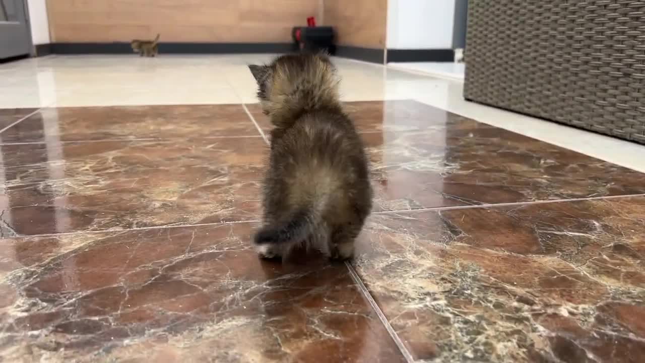 Adopted kitten teaches her sister Kiki how to run by meowing loudly