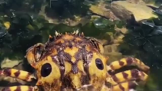 Ghost head crab