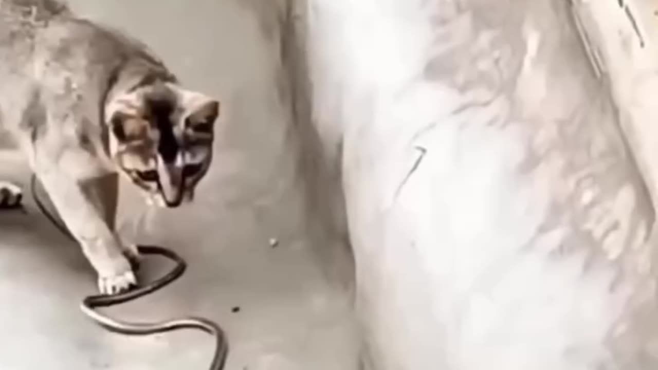 Snake AND Cat