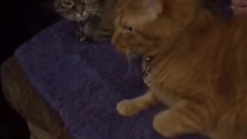 Cat funny cat video#