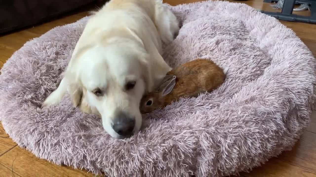 My Dog's Reaction When His Bed Was Taken Away [by Rabbits]