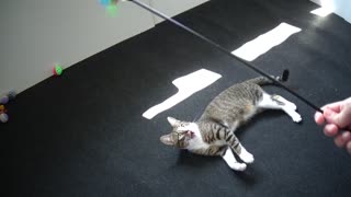 Cute Little Cat Is Tired from Playing