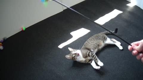 Cute Little Cat Is Tired from Playing