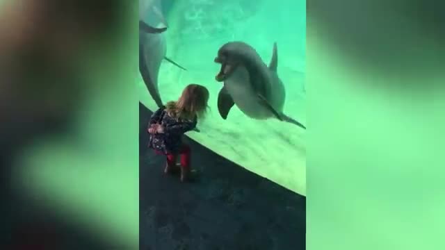 y Dolphin Make Baby Laugh-- Funny Baby And Pet_Cut
