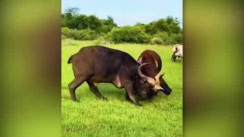 40 Times animals screwed with the wrong opponent!!