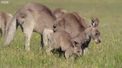 A Day In the Life Of A Kangaroo Colony In Oz ;-)