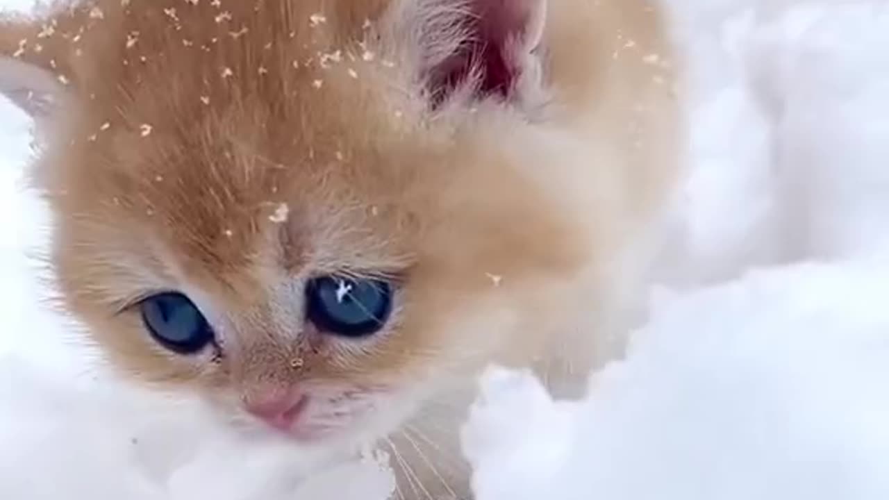 Kittens are angels with whiskers.