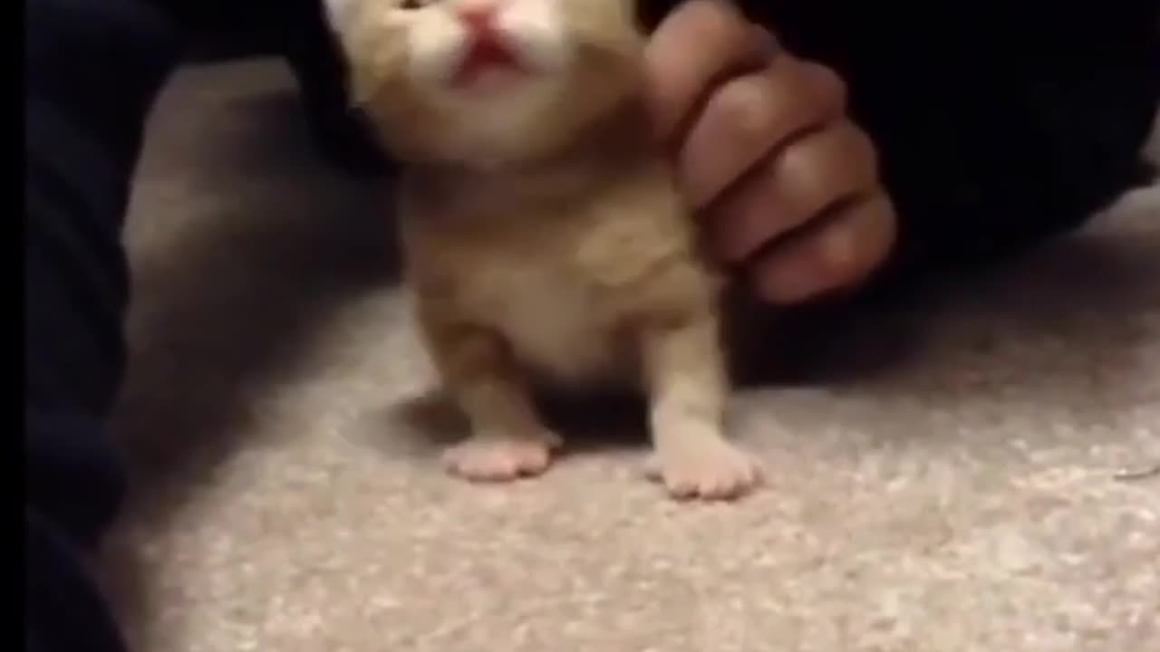 cute cat new born cute baby