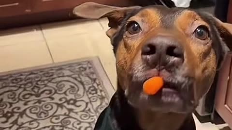 So funny 🐶 dog 😂😂😂