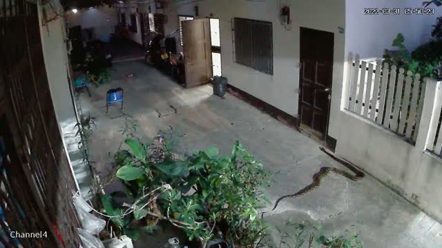Giant Python Slithers Next to Wall and Back into Bush