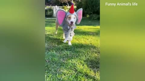 Funny animals 2023 |funny cat and dogs
