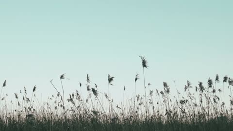 field grass the sky calm