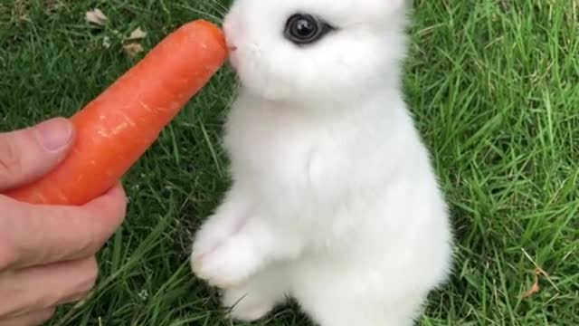 Green grass white rabbit and carrots