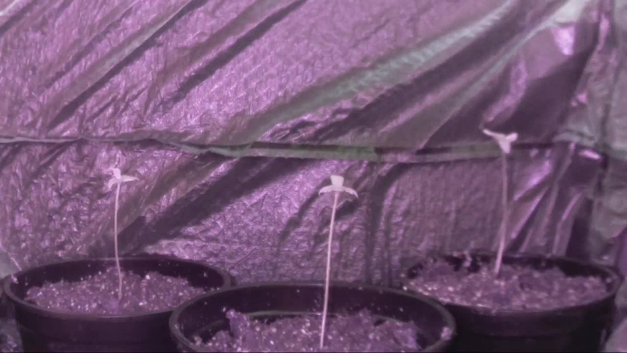 Time laps marijuana seedlings