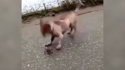 funny dogs-dog vs crab