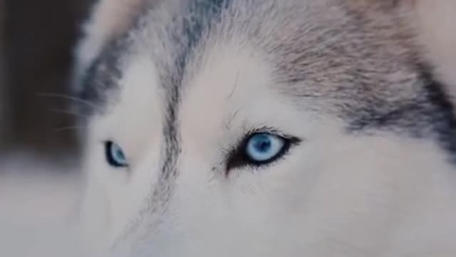 Funniest animal best of the 2022