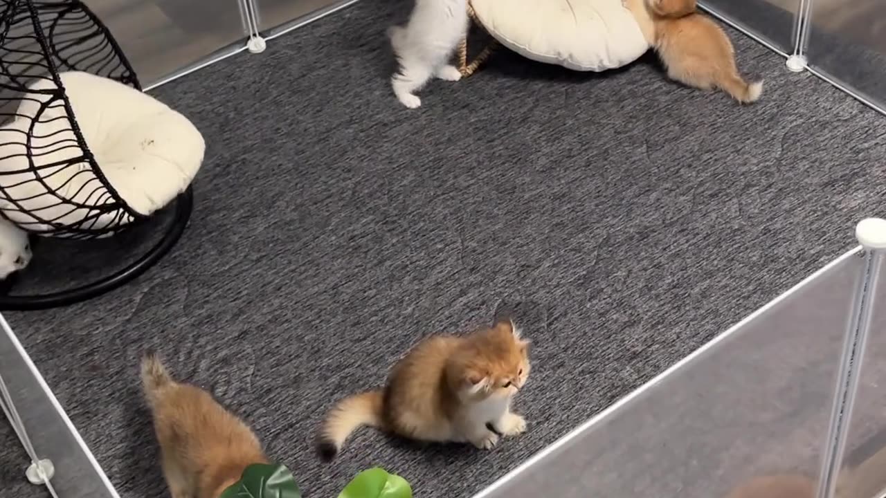 Cute kitty party