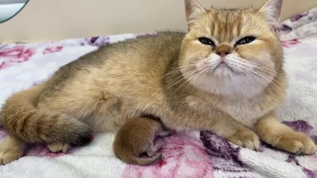 Mother cat carries newborn kitten in her teeth after father cat refuses to meet him