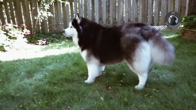 A fluffy husky, ever.