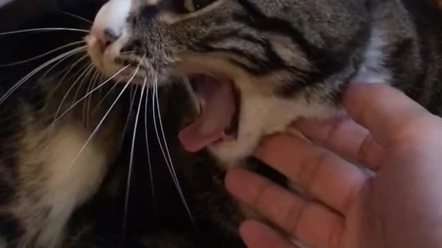 FUNNY CATFUNNY CAT