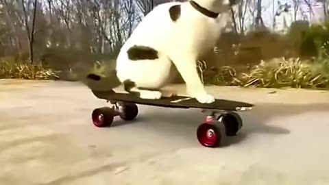 Funny cat and dog