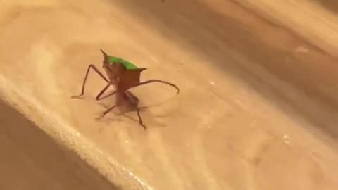 Waving Bug